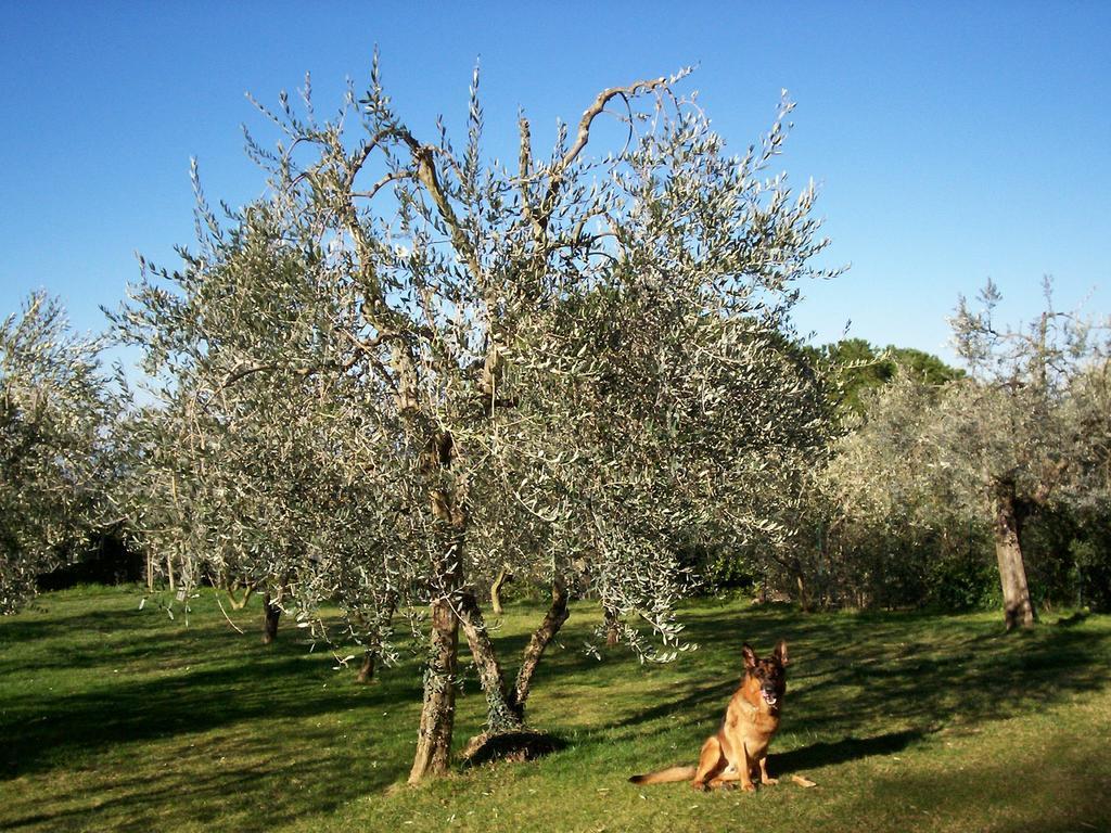 Podere Il Caggio Rooms San Gimignano Exterior foto
